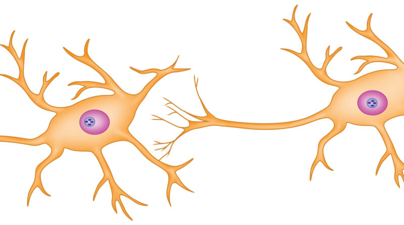 nervous system